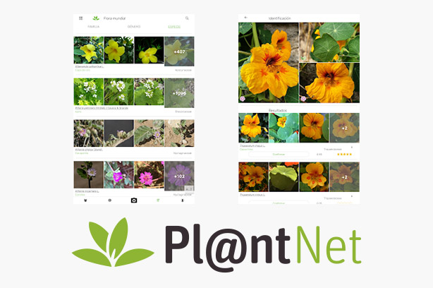 Aplicaciones Para Identificar Plantas Y Rboles Con Tu M Vil