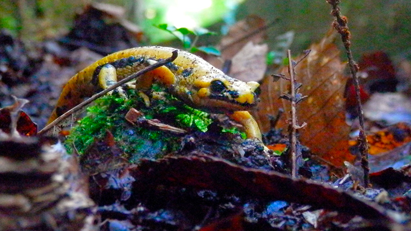 artikutza salamandra