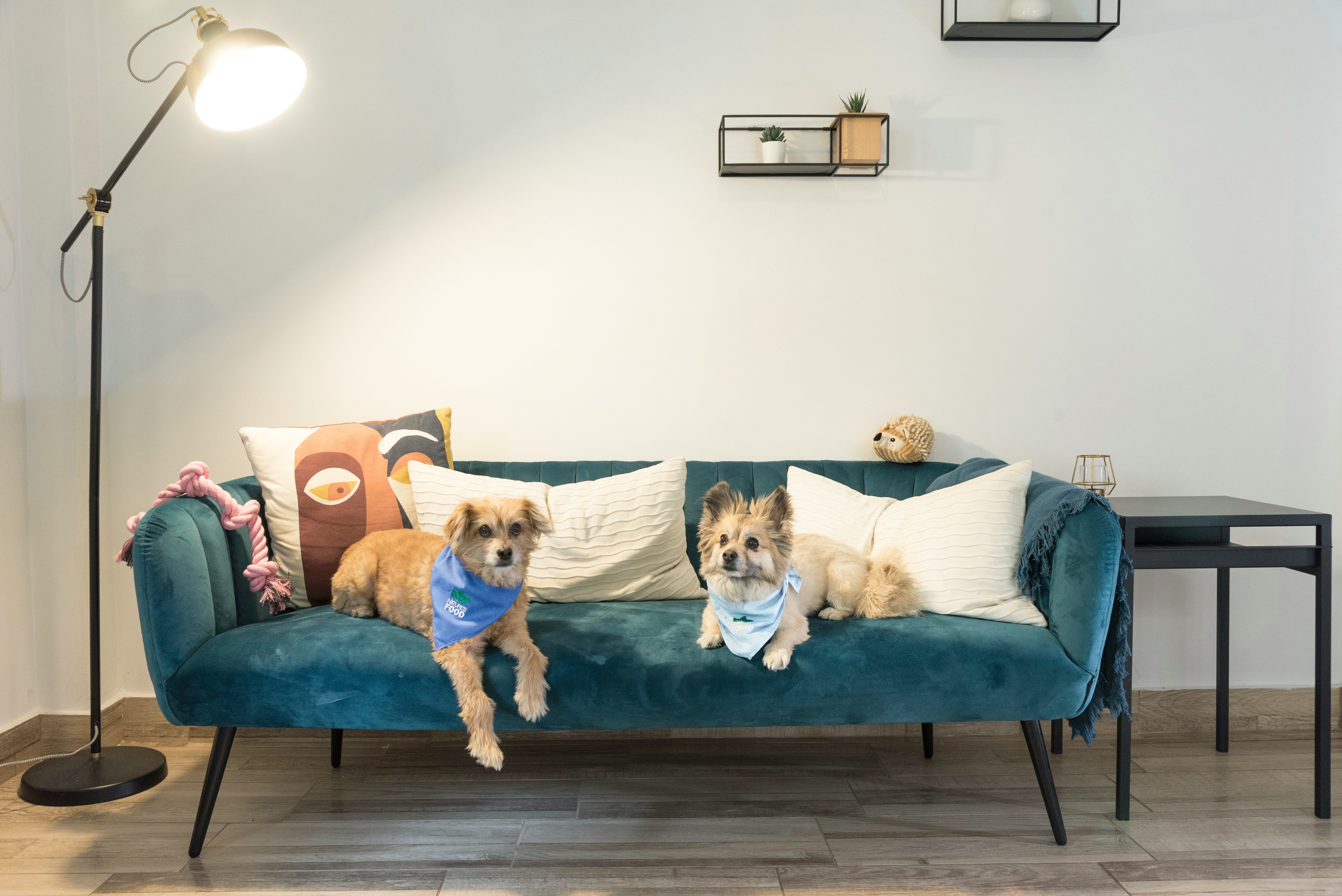 Perros sofa