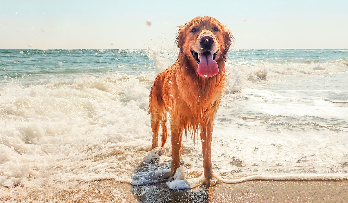 playas perros bizkaia