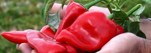 piquillo lodosa Pimiento del Piquillo de Lodosa