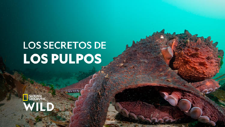 estrenos television abril 2024 euskaltel secretos pulpos estrenos television abril 2024 euskaltel secretos pulpos