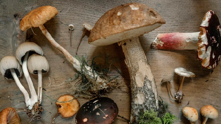 salir setas euskadi hongos salir setas euskadi hongos