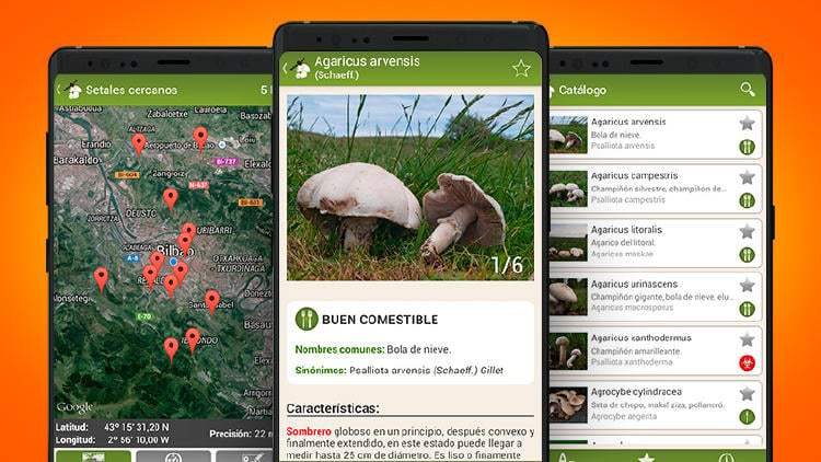 salir setas euskadi app fungipedia lite