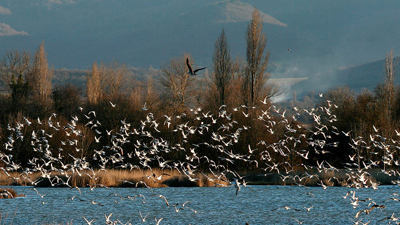 parque salburua gasteiz fauna