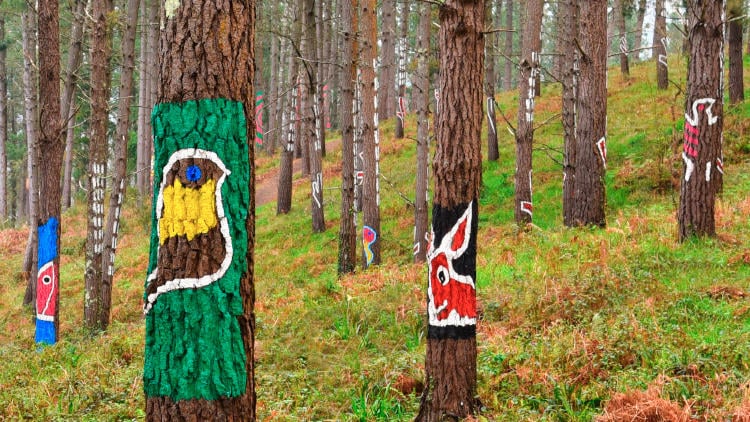 bosque oma animales bosque oma animales