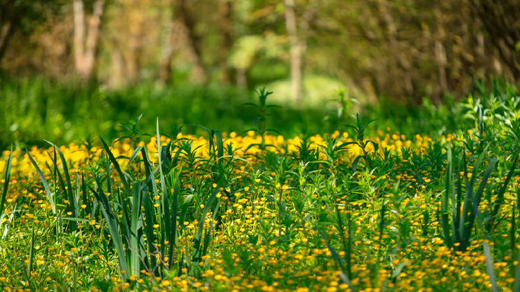 parque salburua gasteiz flora parque salburua gasteiz flora