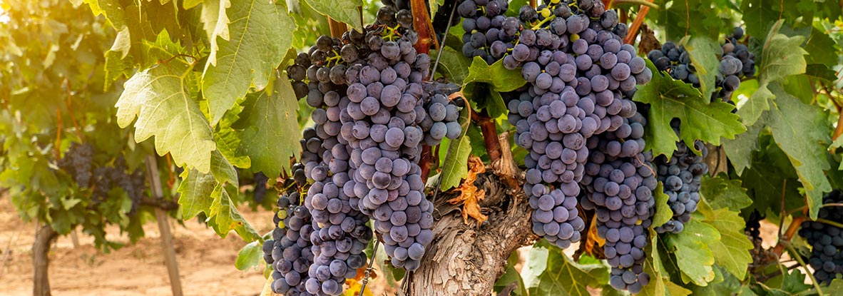 Visita las bodegas de Laguardia